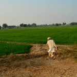 In Search of Derawar Fort DSC0813 150x150